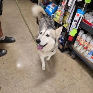 Luna Siberian Husky Dog