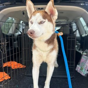 Arlo Siberian Husky Dog