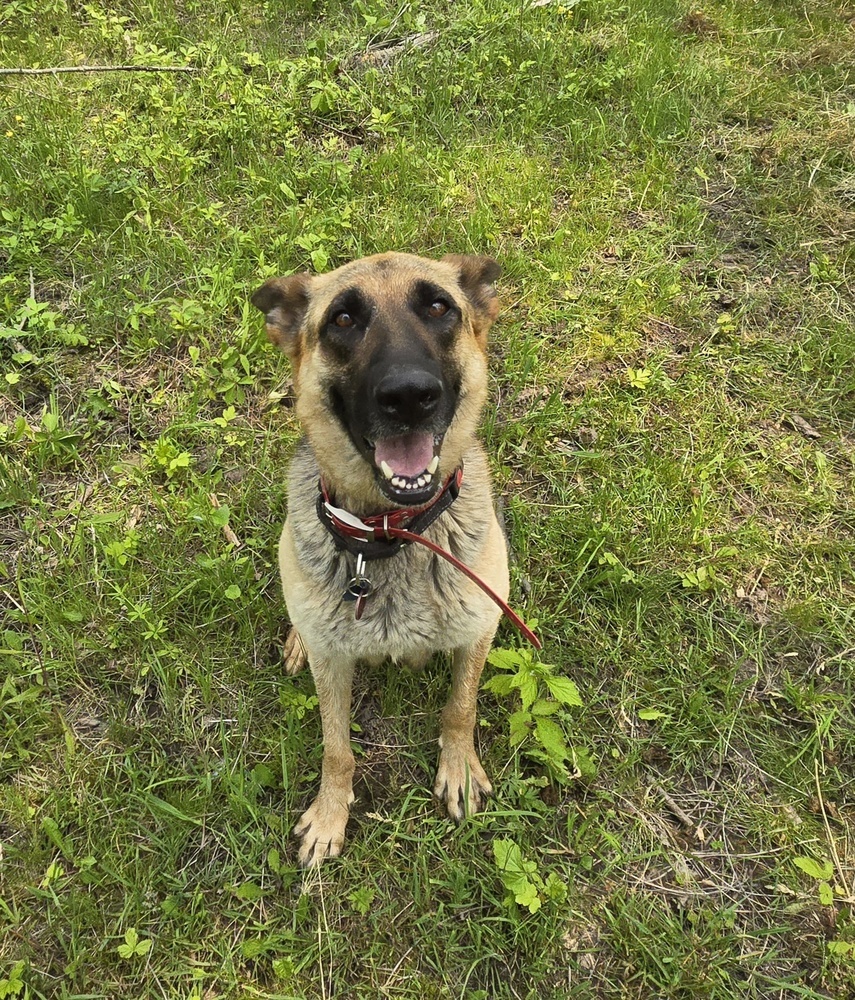 Momma Scout, an adoptable German Shepherd Dog in Suamico, WI, 54173 | Photo Image 1