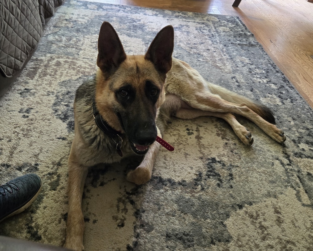 Momma Scout, an adoptable German Shepherd Dog in Suamico, WI, 54173 | Photo Image 2