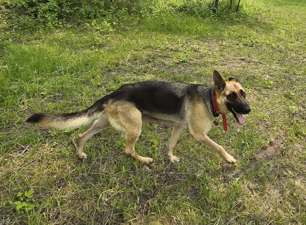 Momma Scout, an adoptable German Shepherd Dog in Suamico, WI, 54173 | Photo Image 3