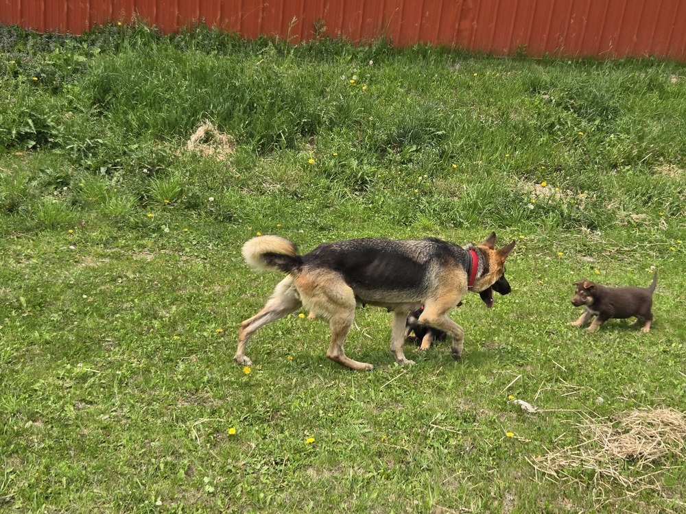 Momma Scout, an adoptable German Shepherd Dog in Suamico, WI, 54173 | Photo Image 4