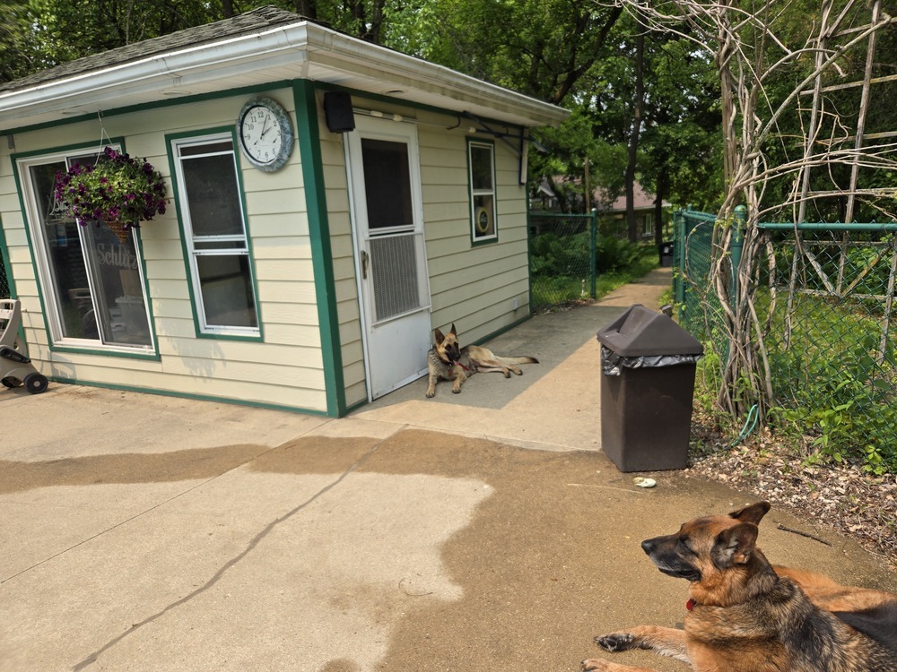 Momma Scout, an adoptable German Shepherd Dog in Suamico, WI, 54173 | Photo Image 5