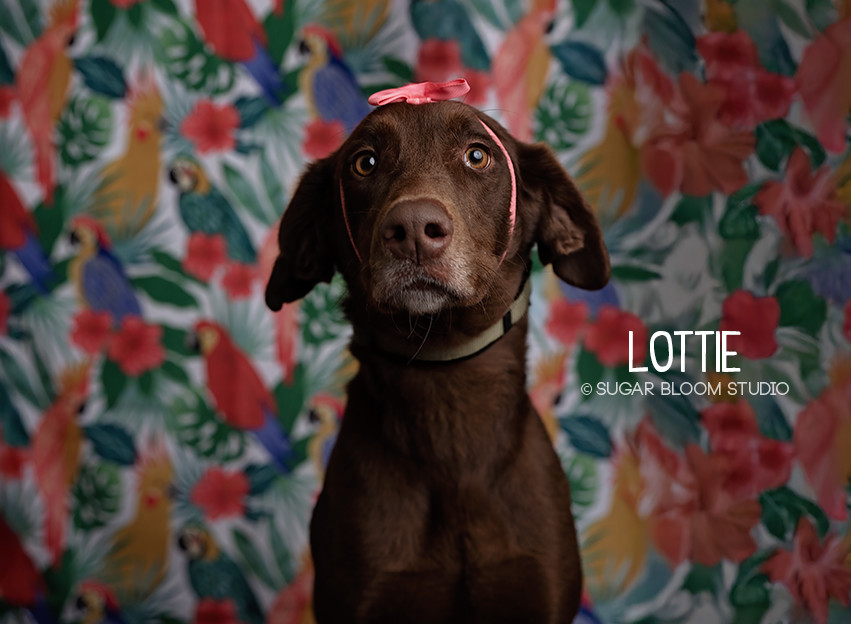 Lottie
