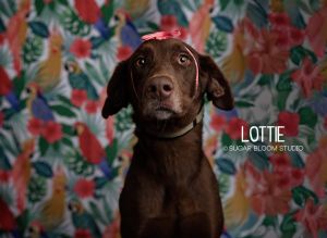 Lottie, Adult Female unknown