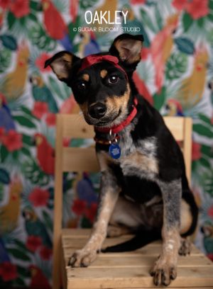 Oakley, Baby Female Australian Shepherd