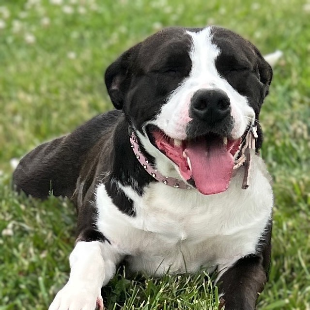 Lulu