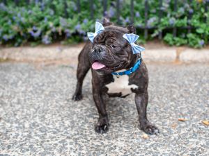 What my friends at ACC say about me I have lived with dogs in my previous home I lived with