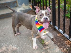 Lipstick, Adult Female Mixed Breed