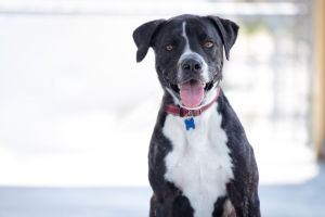 Bugsy (Love Bug), Young Male Mixed Breed