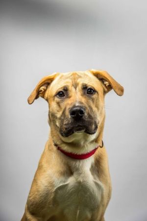 Evander, Adult Male Anatolian Shepherd