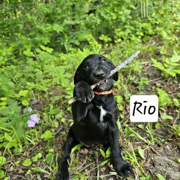 Rio