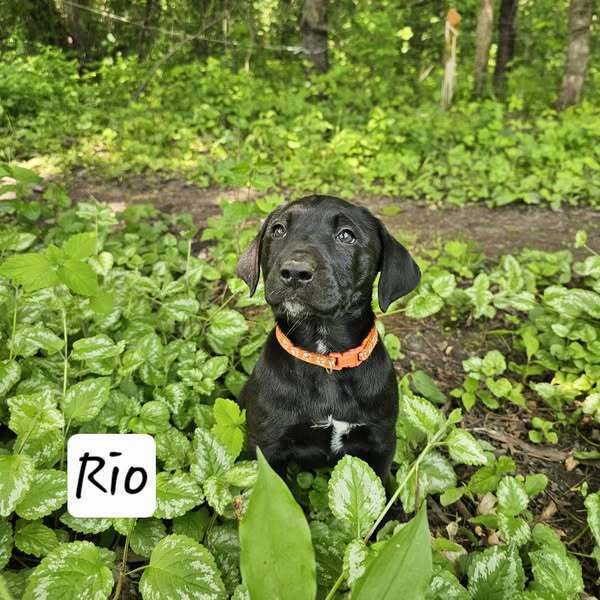 Rio