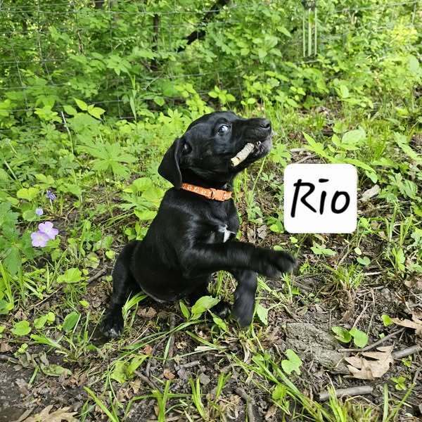 Rio