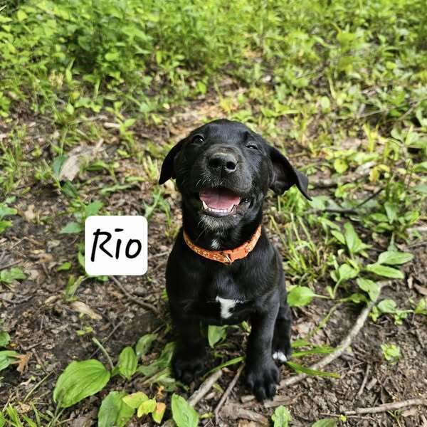 Rio