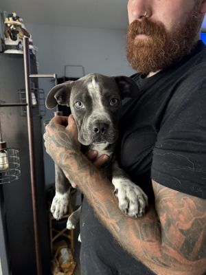 Gemini, Adult Male American Bully