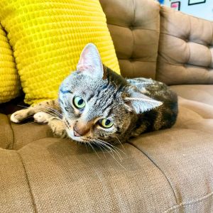 Harpoon Howard, Adult Male Domestic Short Hair
