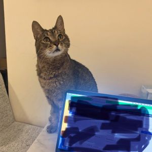 Chazz, Adult Male Domestic Short Hair