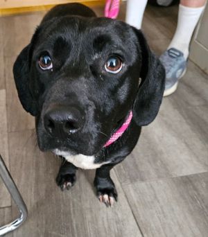 Heinz, Adult Male Basset Hound