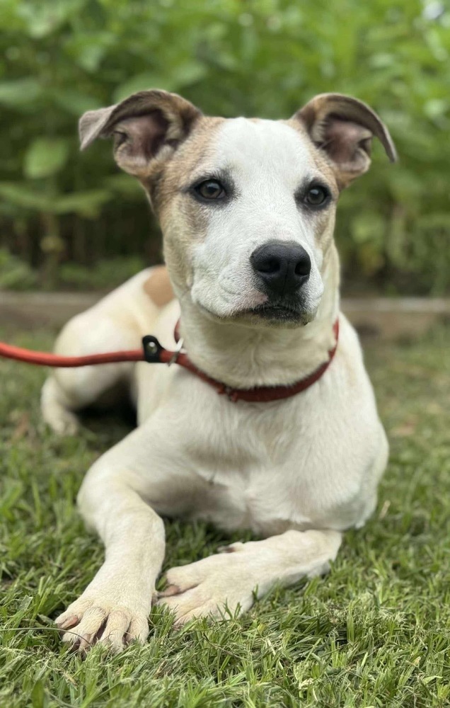 Delilah