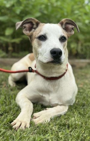 Delilah, Baby Female Catahoula Leopard Dog