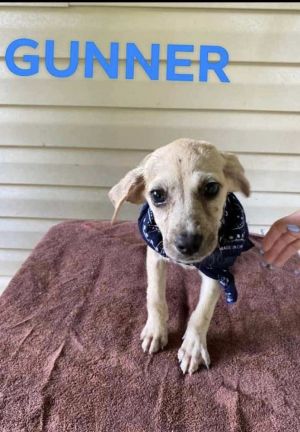 Gunner, Baby Male Black Mouth Cur