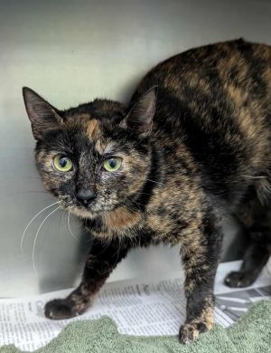 Punkyn, Young Female Domestic Short Hair