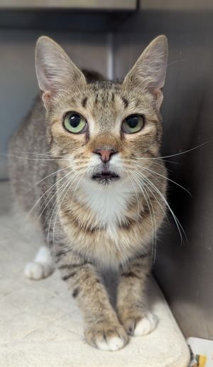 Maz, Young Male Domestic Short Hair