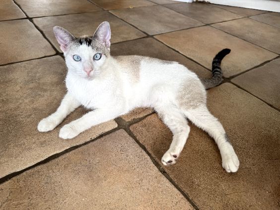 Angel courtesy post, an adoptable Siamese, Balinese in Laguna Niguel, CA, 92677 | Photo Image 1