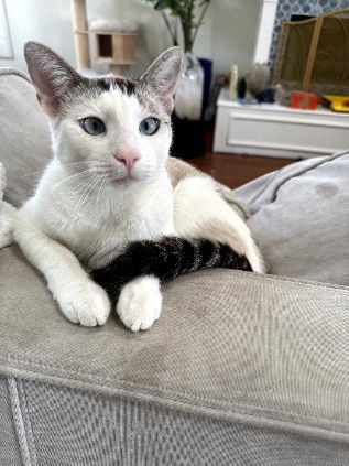 Angel courtesy post, an adoptable Siamese, Balinese in Laguna Niguel, CA, 92677 | Photo Image 2