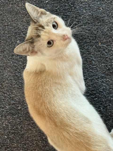 Angel courtesy post, an adoptable Siamese, Balinese in Laguna Niguel, CA, 92677 | Photo Image 3