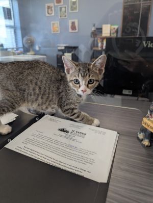 Helidor, Baby Male Domestic Short Hair