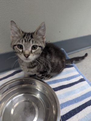 Olaf, Baby Male Domestic Short Hair