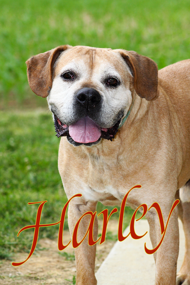 Harley