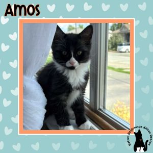 Amos, Baby Male unknown