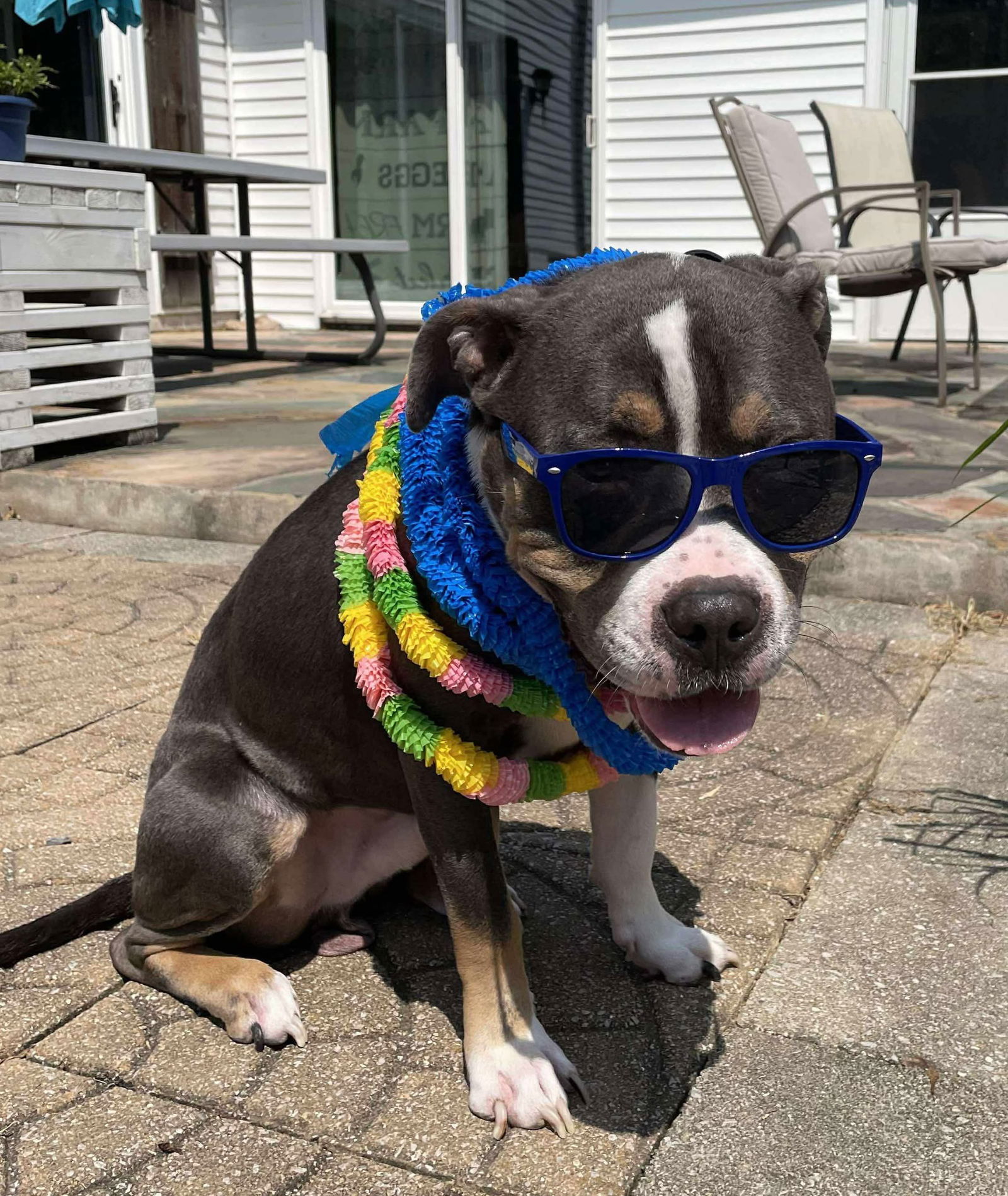 Bubba &#34;Tank&#34; Blue