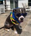 Bubba &#34;Tank&#34; Blue photo 1