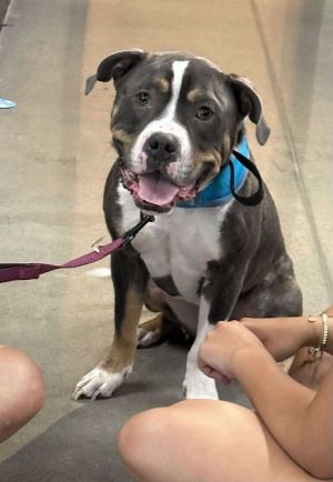 Bubba "Tank" Blue, Adult Male unknown