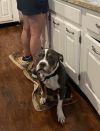 Bubba &#34;Tank&#34; Blue photo 2