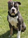 Bubba &#34;Tank&#34; Blue photo 3