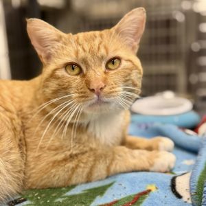Dixon, Adult Male Domestic Short Hair
