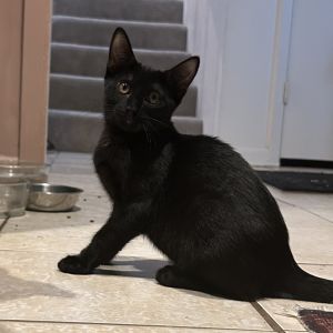Charcoal, Baby Male unknown