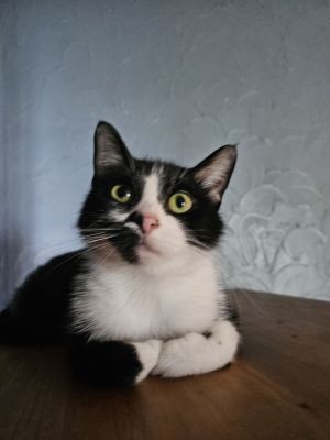 Olive Oyl, Adult Female unknown