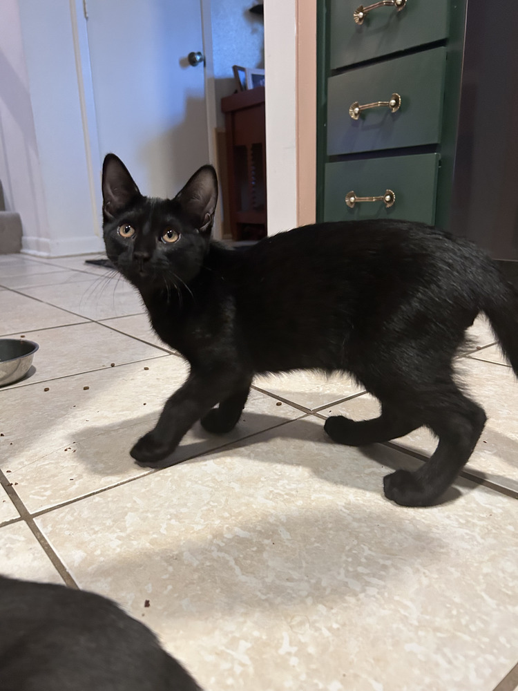 Pico