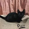 Pico photo 4