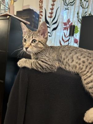 AC, Baby Female unknown