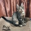 Moe Allen photo 6