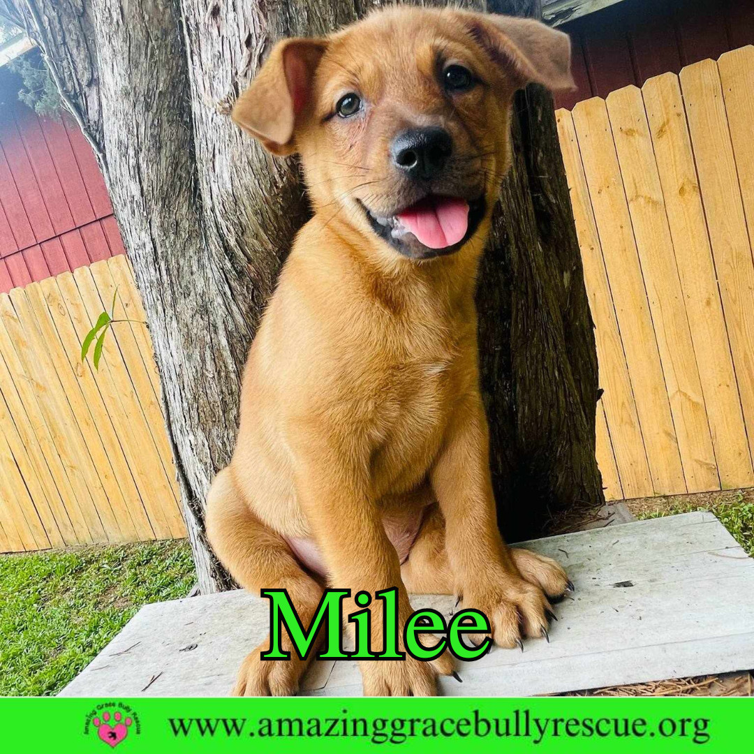 Milee