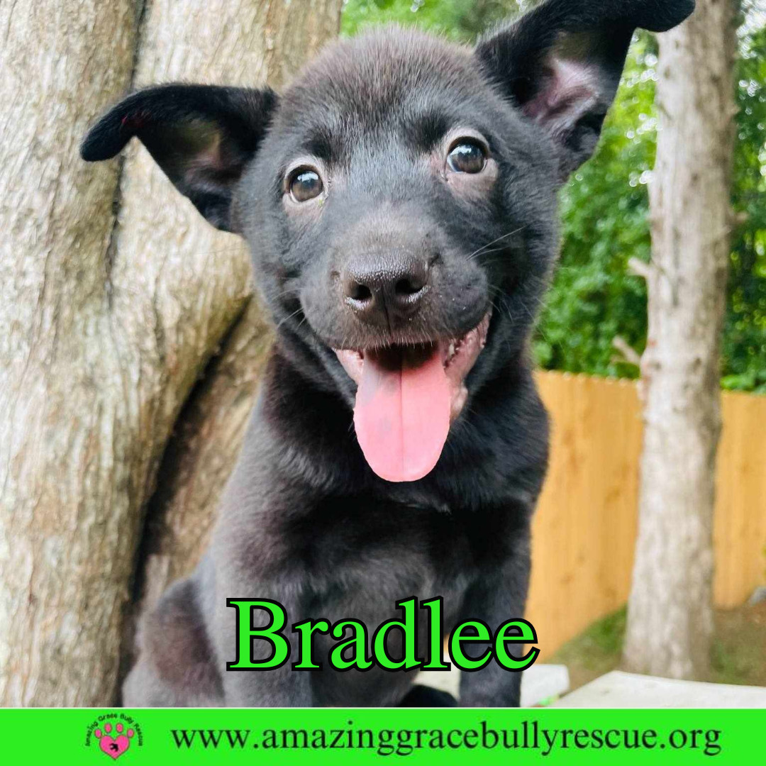 Bradlee