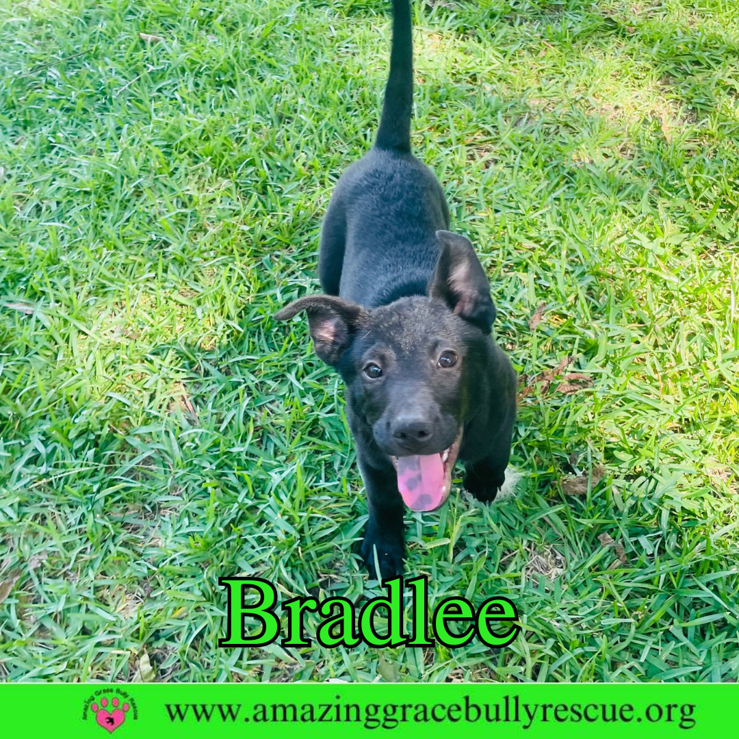 Bradlee